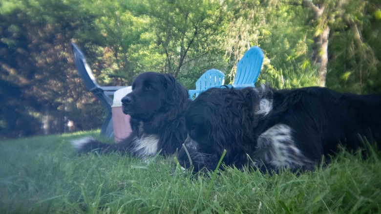 A photo of two dogs lying in the grass.
