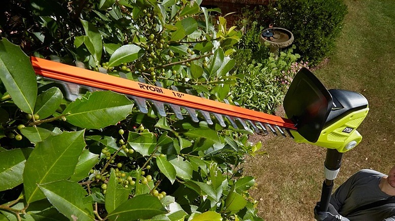 Using a hedge trimmer to trim leaves at a height.