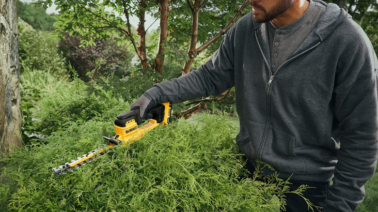A man trimming a hedge with DeWalt hedge trimmers