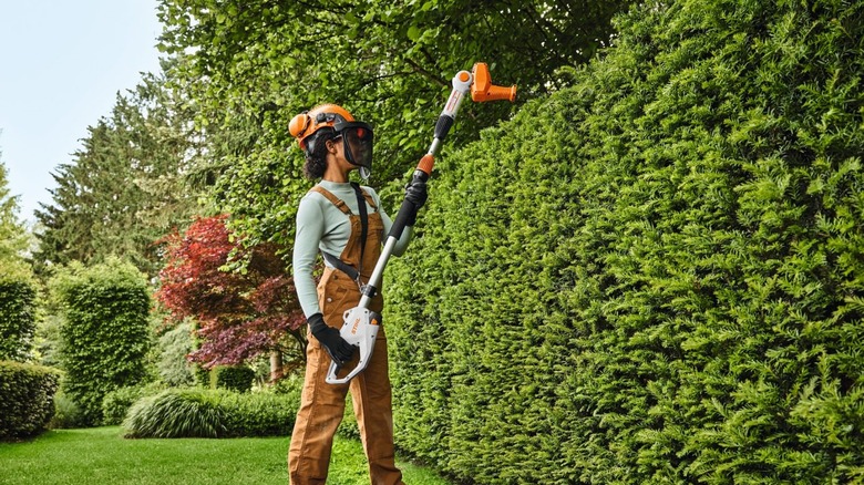 Pruning a tall hedge with the Stihl HLA 40 extended-reach trimmer