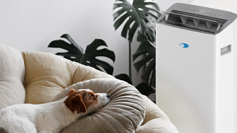 Small dog lying on a dog bed next to a Whynter NEX portable air conditioner