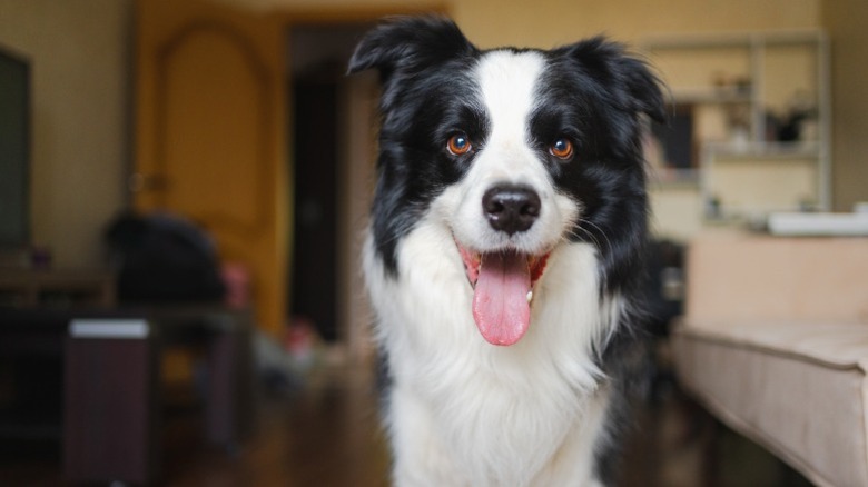A white and black dog