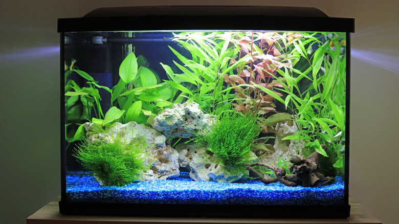 Small aquarium in house