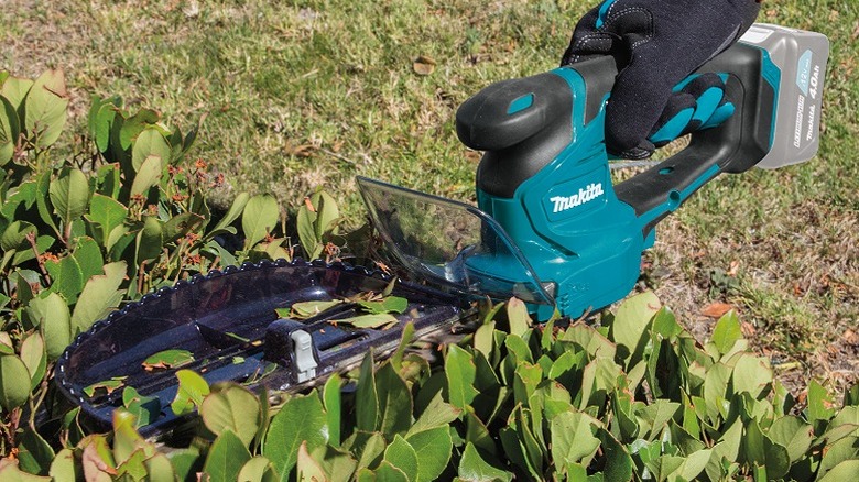 Trimming grass using Makita hedge trimmer.