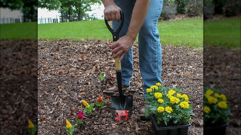 Gardener digging in yard with Craftsman shovel