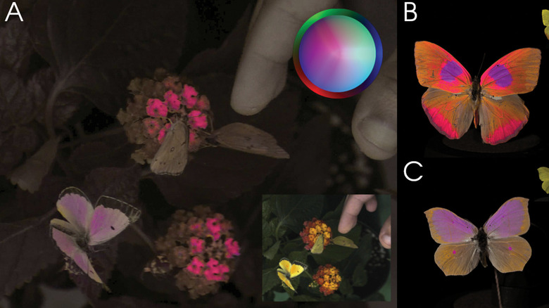 Frame excerpts from false color videos