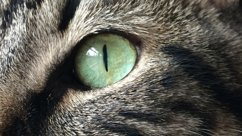 Close up of a cat's eye