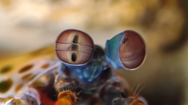 Close up of mantis shrimp eyes