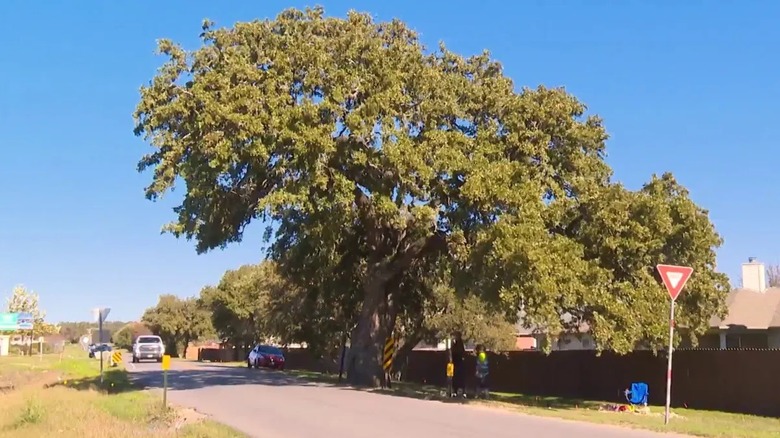 The Old Stagecoach Heritage Oak tree pictured from across the road with protestors trying to protect it.