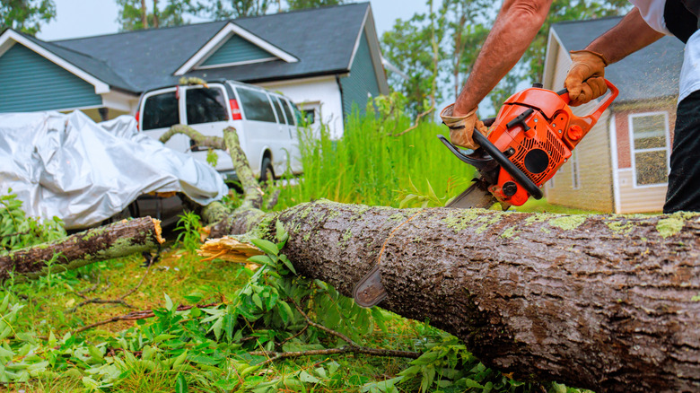 Man using chainsaw to cut fallen tree