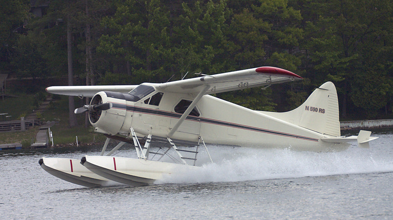 Beaver executing water landing