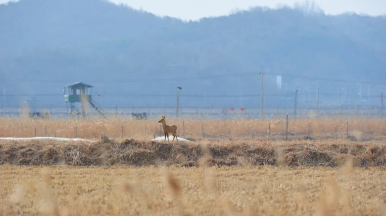 Wildlife in the Korean DMZ