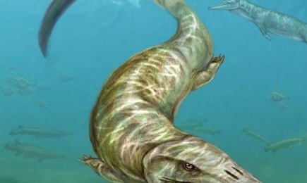 new-deep-sea-mosasaur-species-found_62555_600x450