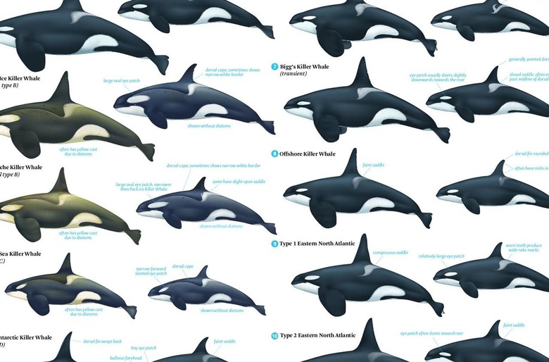 whales