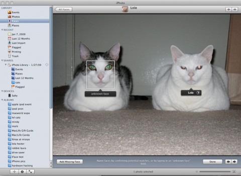 ilife_photo_cat_face_recognition_1