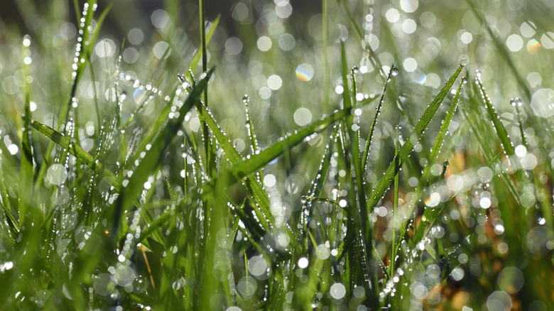 Wet grass