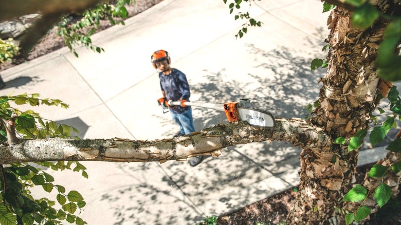 Person a using Stihl pole saw to trim a tree branch