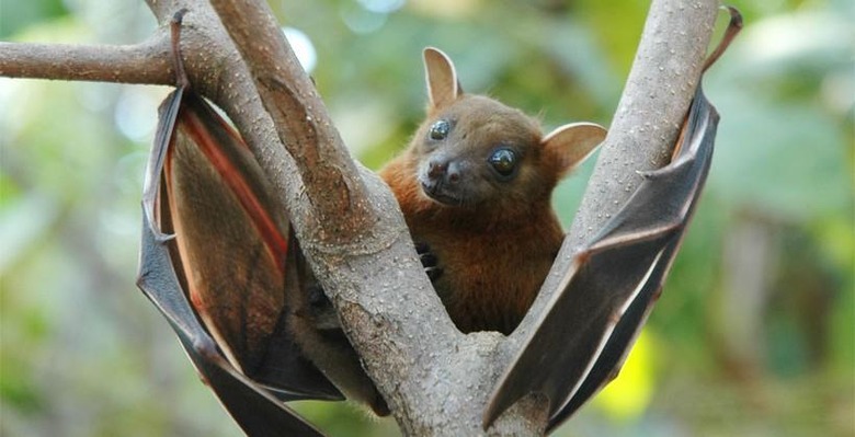 fruit-bat