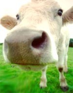 mooo!