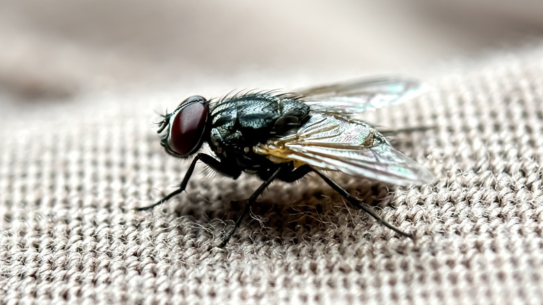 A closeup of a housefly