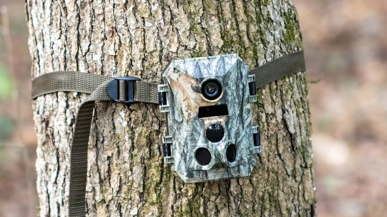 Trail camera attached to a tree by a strap, in camo coloring