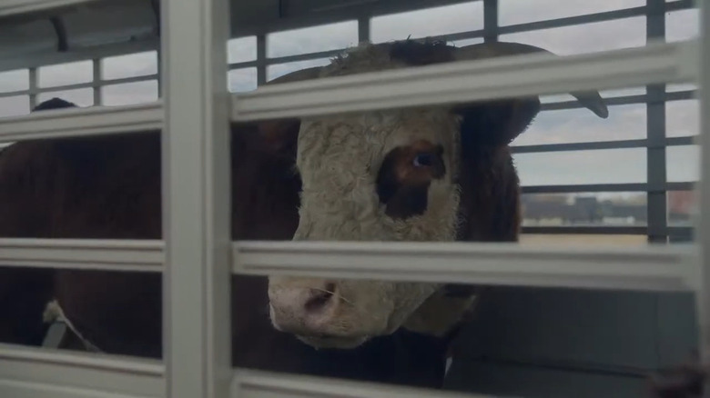 Bull in cattle trailer