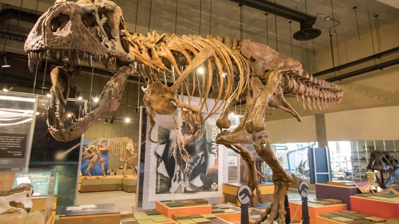 Canadian dinosaur named 'Scotty' named world's biggest T. rex