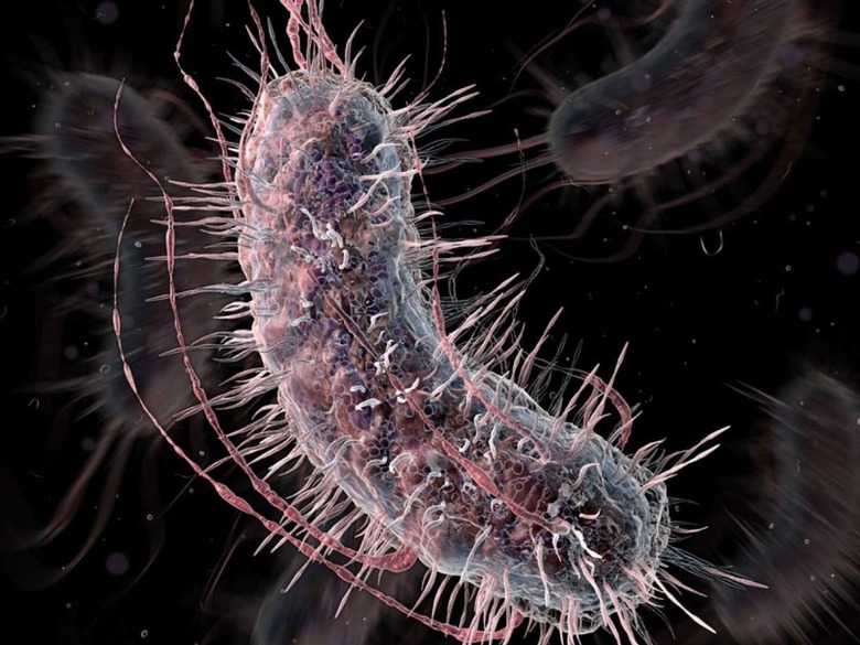 2015-05-28 4 bacteria