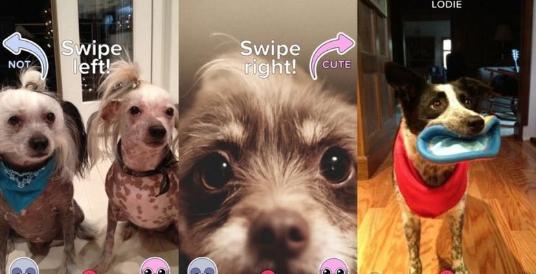 BuzzFeed launches 'Cute or Not' app for pet pics