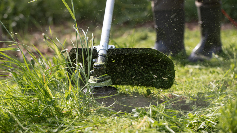 Gardener cutting grass with a weed eater