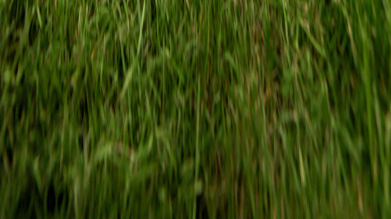 Electric mower on lawn with rain clouds in background