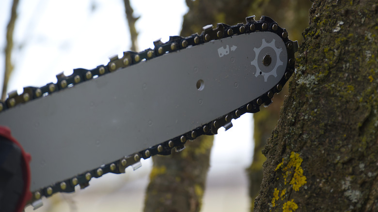 A chainsaw bar against a tree.
