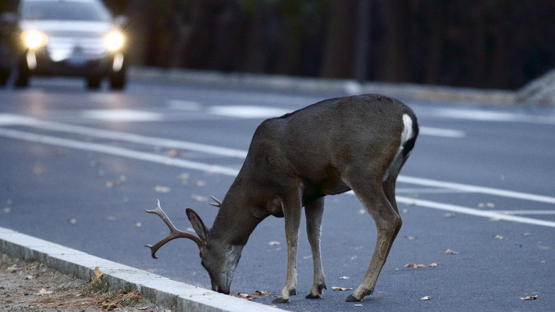 Deer grazing along highway