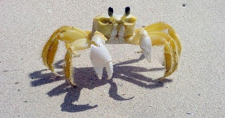 Crab