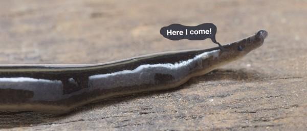 wormy