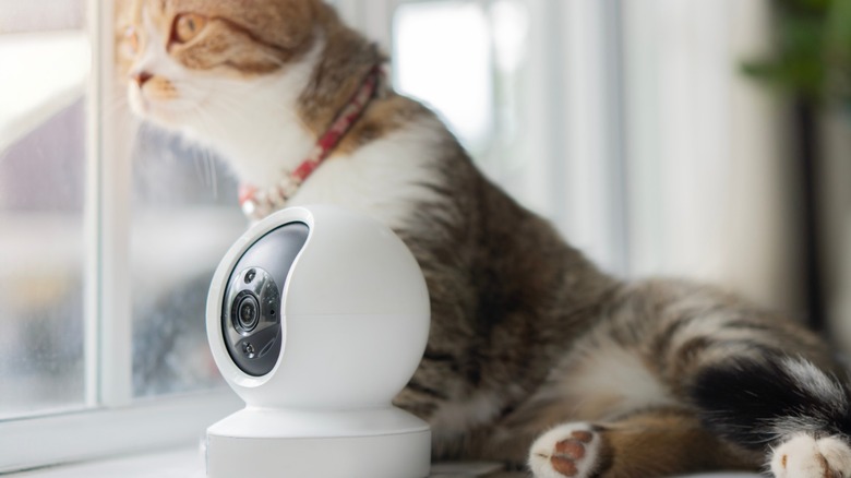 Security camera and a cat looking outside the window