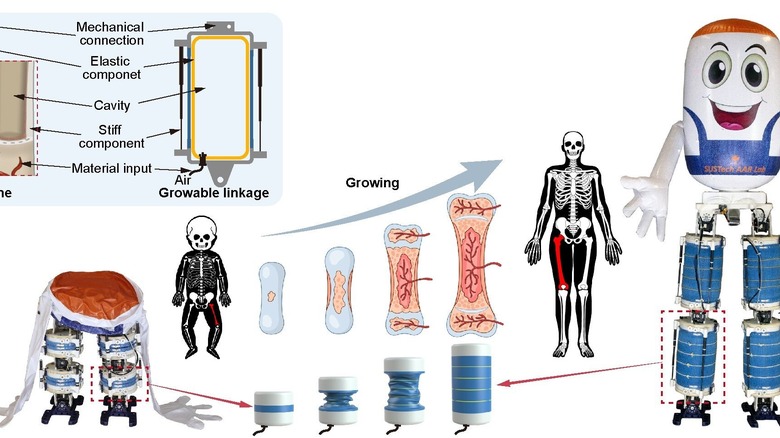 How GrowHR legs mimic human bones and growth