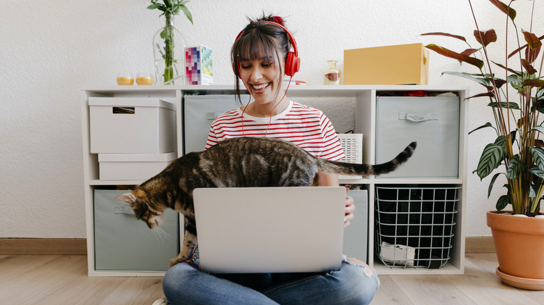 Cat walking on laptop in person's lap