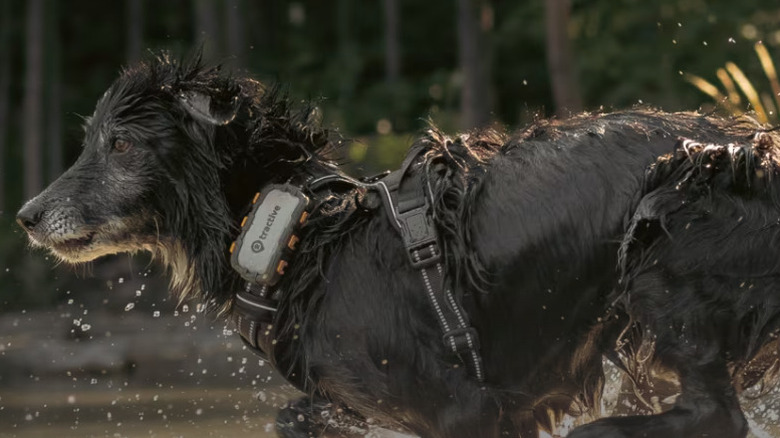 Wet dog running with Tractive GPS on harness