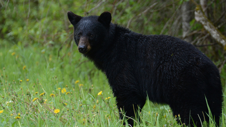 A black bear in a grassy field with yellow flowers