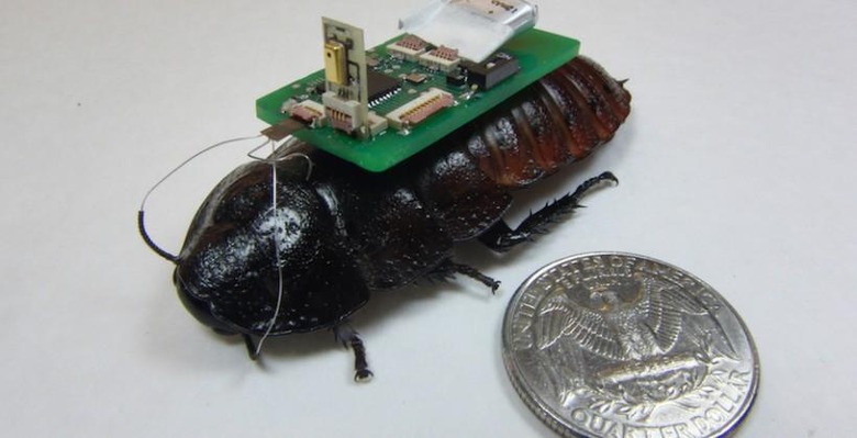 Cyborg cockroach experiment locates disaster survivors through sound
