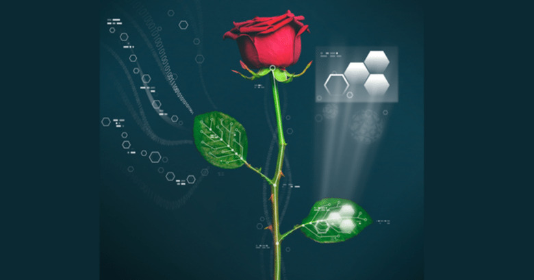 948327_1_111715-cyborg-rose_standard