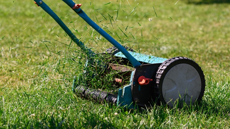 A cylinder, or reel, mower cuts fine grass with ease.