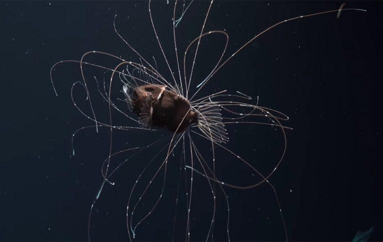 Deep-Sea Anglerfish With Parasitic Mate Caught On Video For First Time -  SlashGear