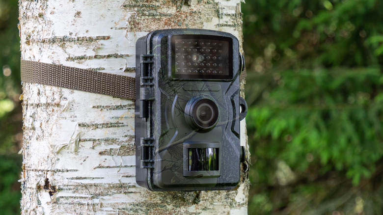 Camouflaged hunting camera on tree trunk