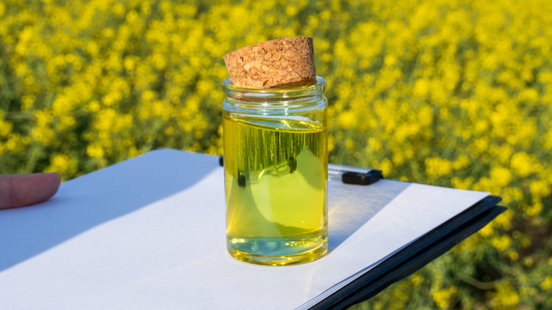 Jar containing sample of biodiesel, resting on handheld tray with rapeseed plants behind it