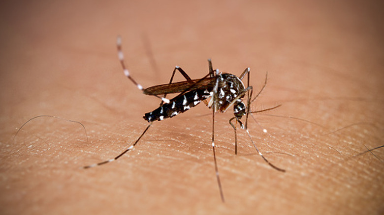 Close of a mosquito feeding on human skin