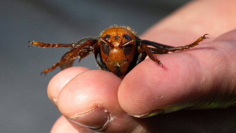 A Person Holding A Giant Asian Hornet
