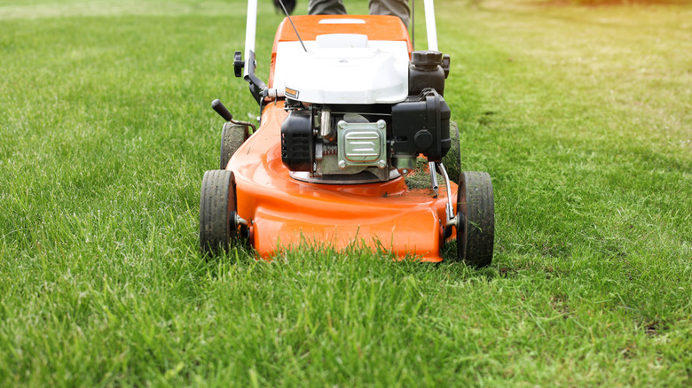 A push lawn mower cutting grass
