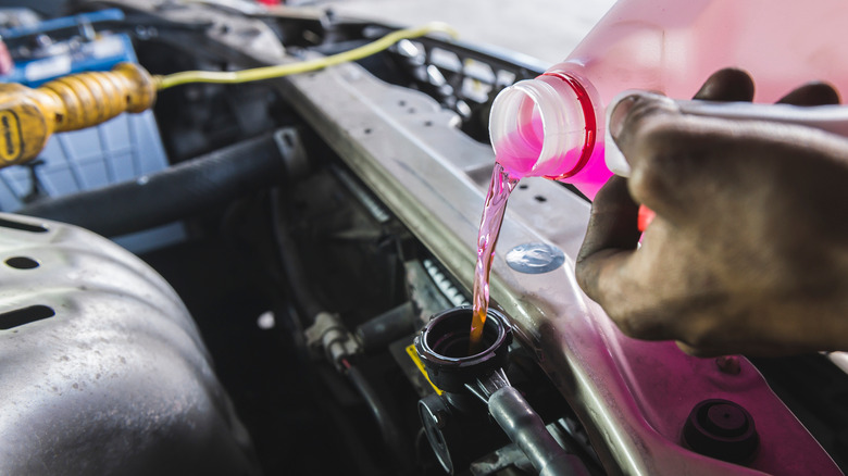 person filling radiator with pink coolant